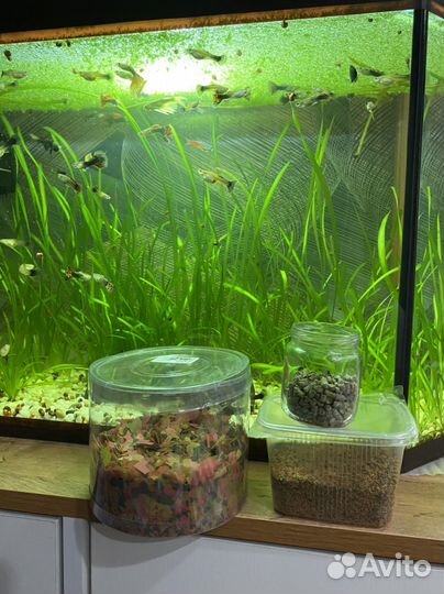 Аквариум с рыбками