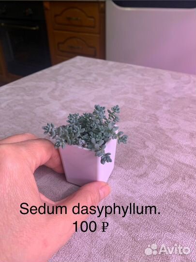 Sedum dasyphyllum minor