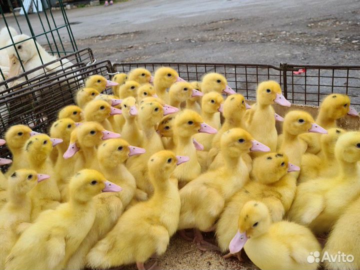 Муларды, утка Агидель, st5