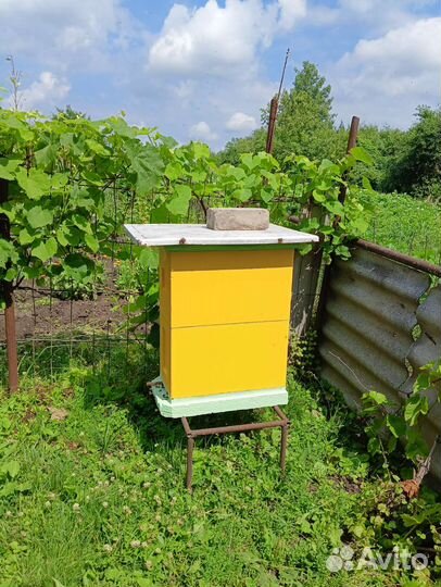 Улей с пчелами