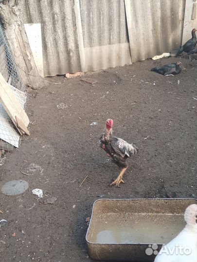 Бойцовский петушок молодой