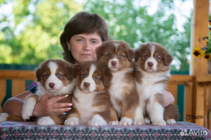 Австралийская овчарка, аусси, красный триколор