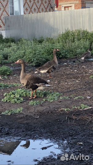 Белолобый гусь