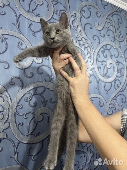 Серое счастье в ваш дом