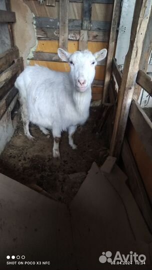 Козел комолый на племя, зааненской породы