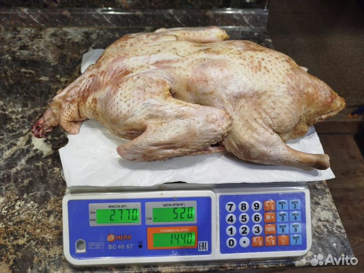 Утка мускатная