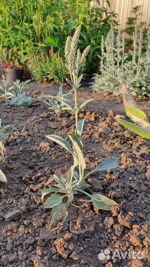 Вероника седая