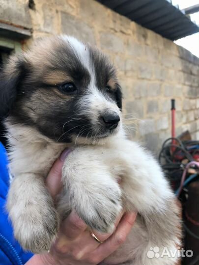 Щенки в добрые руки