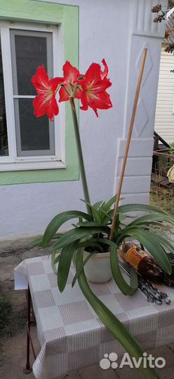 Комнатные цветы