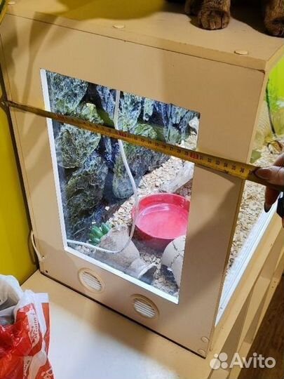 Террариум и маисовые полозы