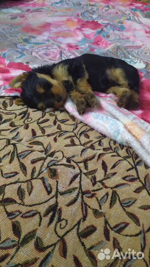 Йоркширский терьер щенки