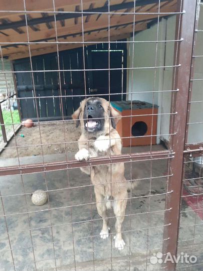 Кавказец (вязка)