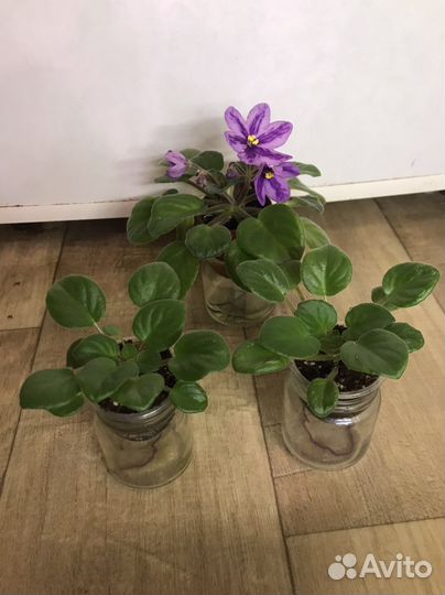 Фиалка химера DS-Лавандовая сказка