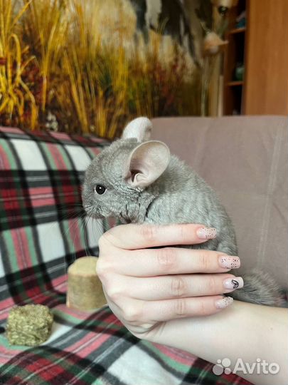 Шиншилла