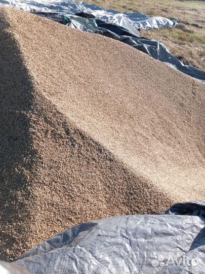 Ячмень 2023 г