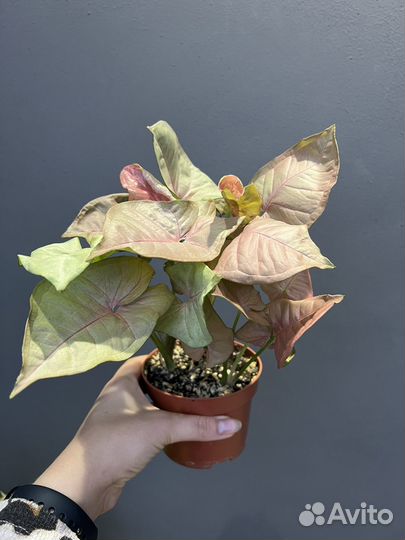 Сингониум неон пинк