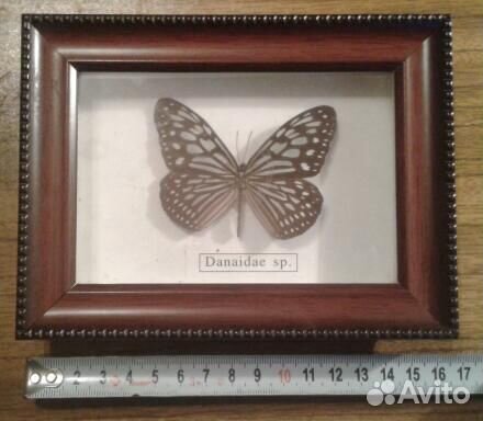 Бабочка в рамке