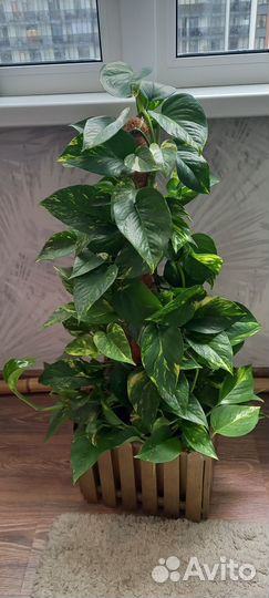 Сциндапсус