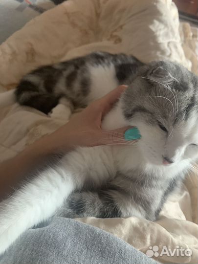 Кошка вислоухая