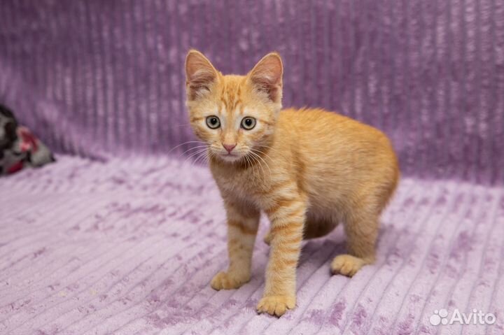 Девочка ищет дом