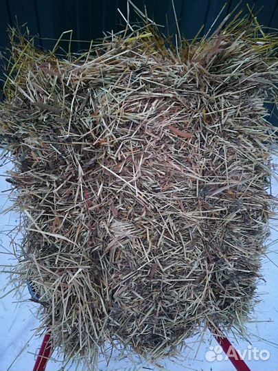 Солома овсяная