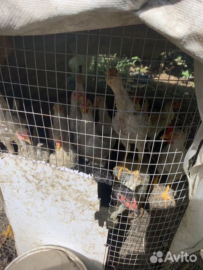 Бойцовский петух