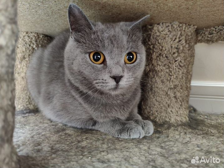 Котята ищут дом