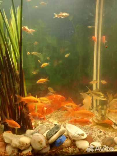 Золотые рыбки каметы