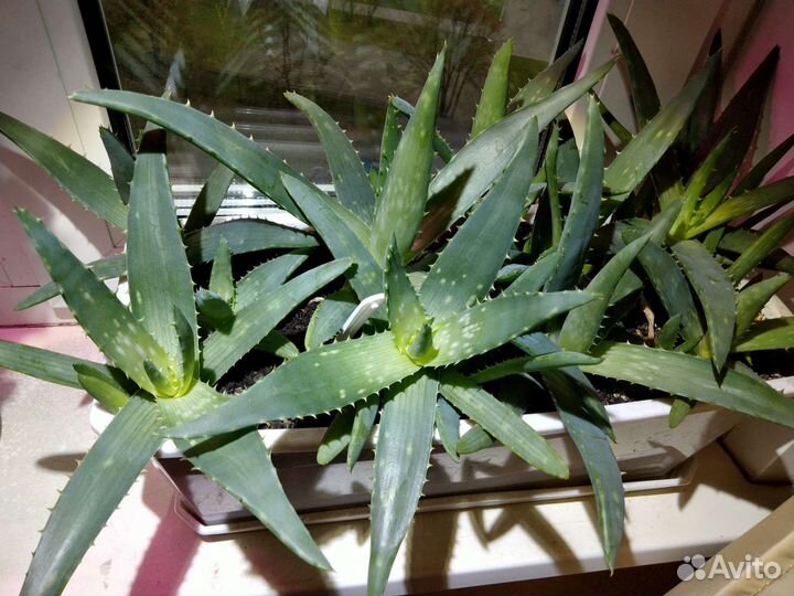 Аглаонема, Пеперомия, Сансевьерия, Хавортия