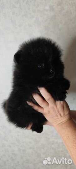 Щенки шпица