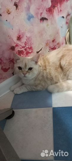 Шотландский подросток 4 месяца