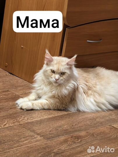 Котята породы Мейн-кун с родословной и метрикой