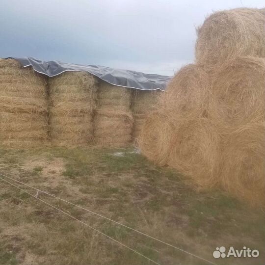Продам сено в рулонах