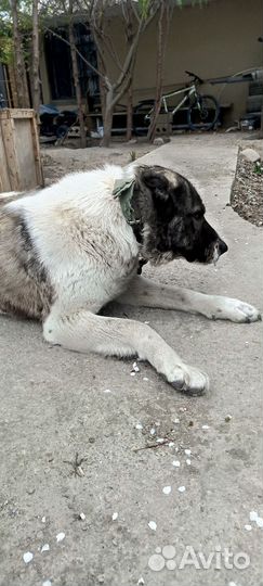 Собака Алабай сука