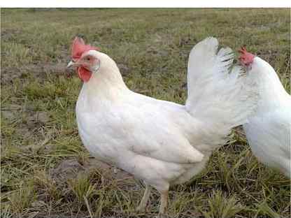 Курочки, Шолоховский