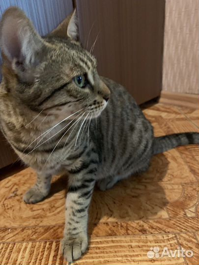 Кошка