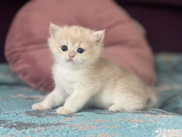 Розовый британский котик