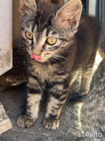 Котенок девочка в добрые руки