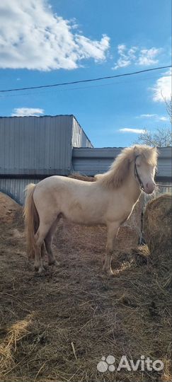 Пони,жеребец