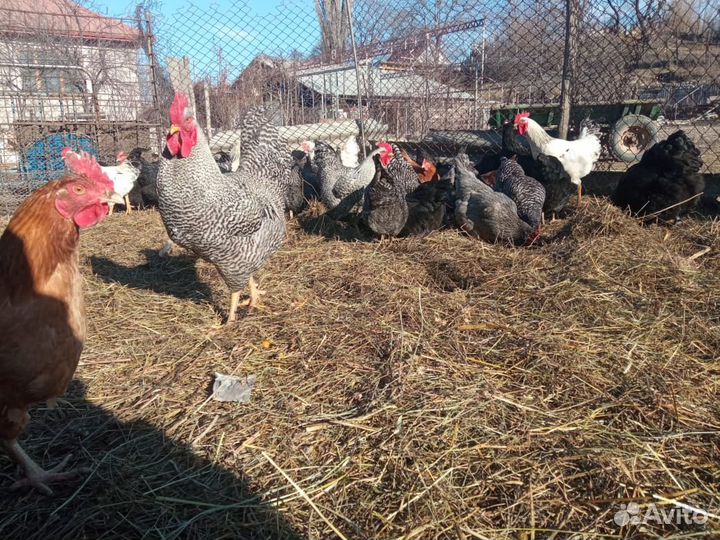 Инкубационное яйцо породистых кур