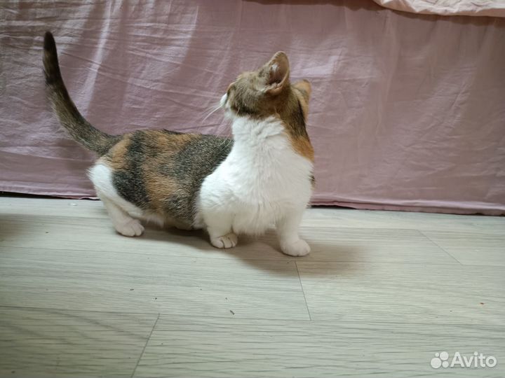 Котики коротколапики