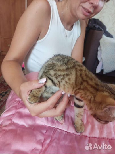 Бенгальская леопардовая кошка в добрые руки
