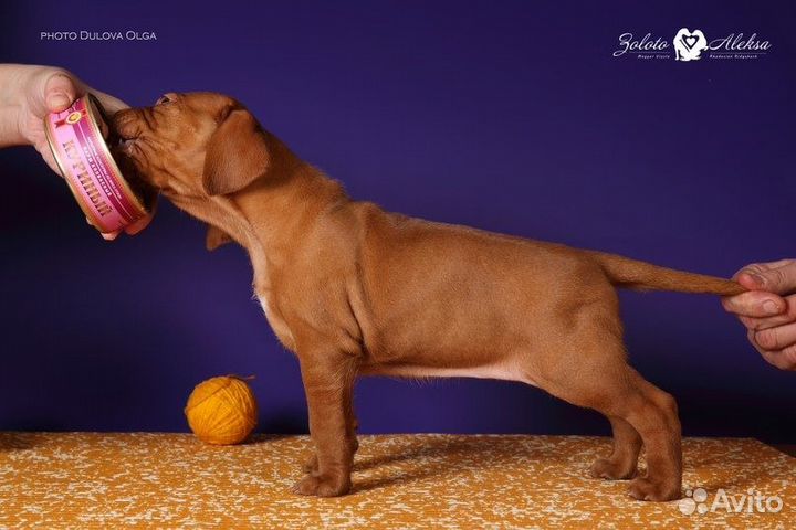 Щенки венгерская выжла, питомник