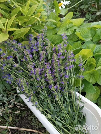 Сухие ароматные и лекарственные травы