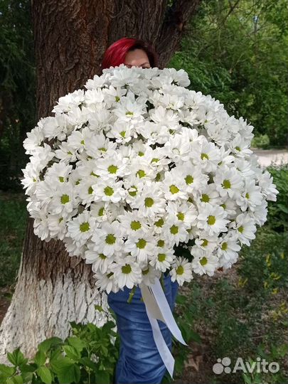 Белые ромашки