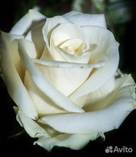 Пионы - Розы саженцы