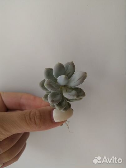 Седум Пахифитум