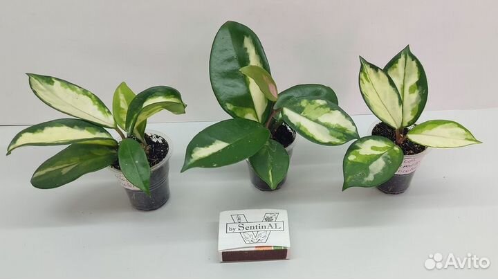 Хойи много сортов (обновлено 23.08)