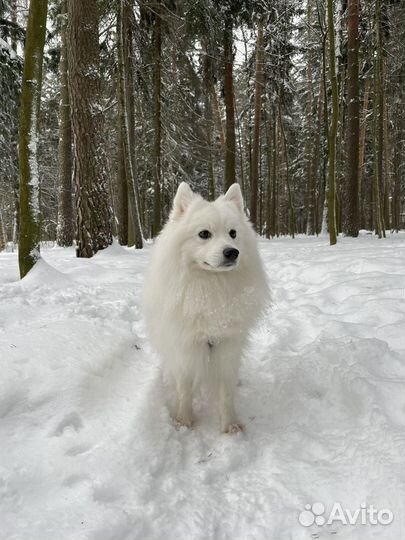 Вязка Японский шпиц