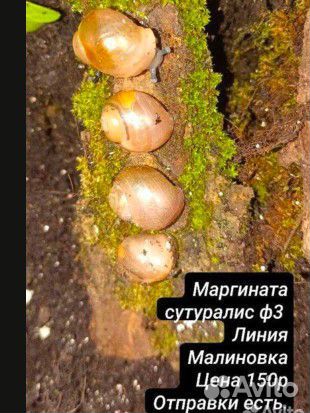 Улитки ахатины ахатина тигр